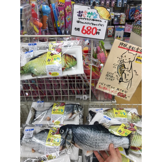 魚、はじめました?